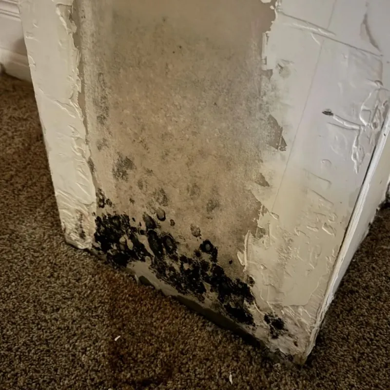 Professional Mold Removal in Jefferson, WI